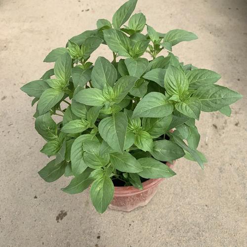 批发 九层塔苗罗勒叶新鲜盆栽金不换植物