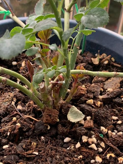 瑞典女王_瑞典女王月季_家居家装_家居装饰_花艺