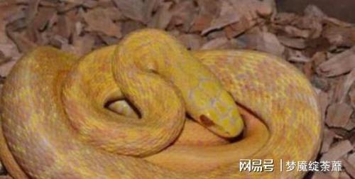 下地干活遇黄金小蛇,知道真相后疯狂逃命|锄头|金色