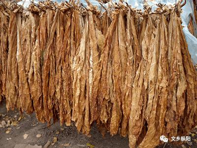 义津往事(15)|父亲的黄烟