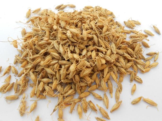 生谷芽 6斤包邮 生稻芽 谷芽 中药材供应 500克4.5元