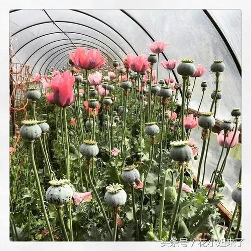 虞美人和冰岛罂粟很常见,她们的区别为:无毛的是鸦片罂粟,白毛的