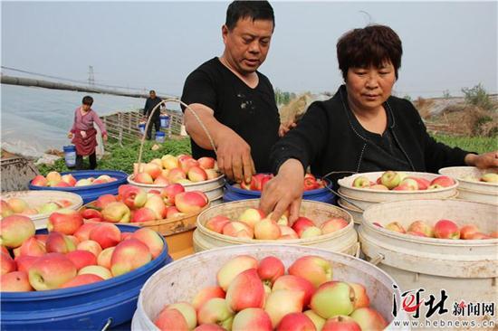 广平:油桃飘香富农家