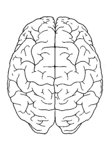 大脑|记忆|见识