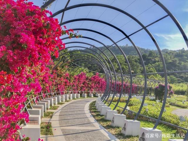 簕杜鹃谷公园真是美醉了