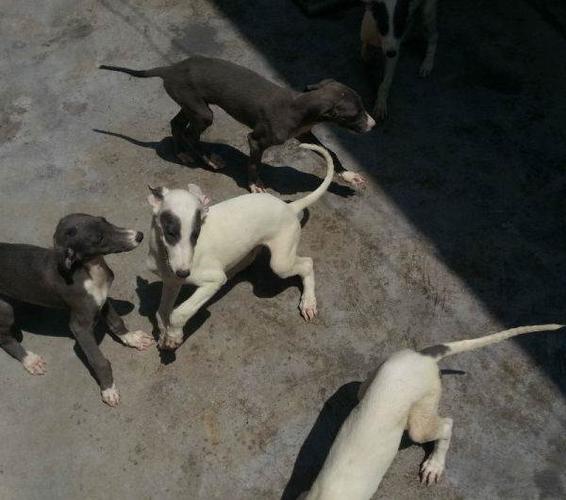 性别 公                       出售格力犬幼犬 种母是狼牙之女,种公