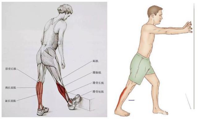所以如果单独去拉伸比目鱼肌的话则需要去弯曲小腿进行拉伸,这样的话