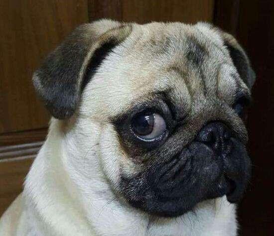 斗牛犬:你碗里是啥?丑萌八哥:没没没……没啥