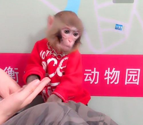 河北省衡水野生动物园的小猴子们