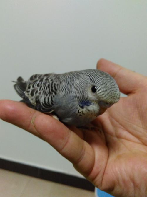 请问哥儿几个我这只虎皮鹦鹉幼鸟是不是原始灰?公母?