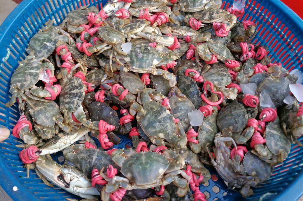 鲜活,野生海鲜市场供应充足 休渔季节鱼咋就不休呢?谁