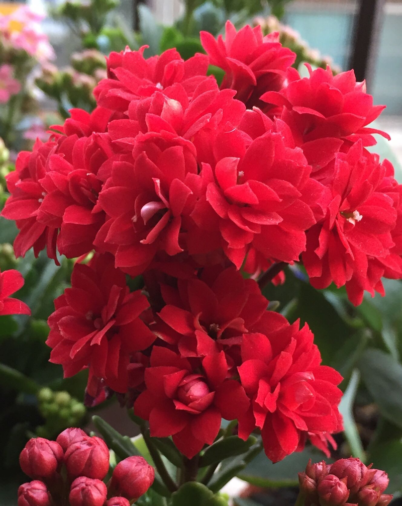 长寿花这10个品种爱爆花家里买一盆孝敬长辈准没错