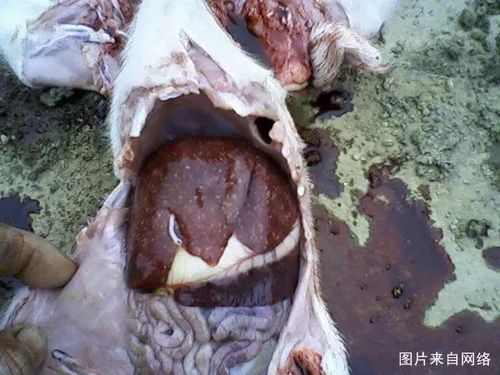 【硕腾-猪病百科】蓝耳,圆环,伪狂犬三大免疫抑制性疫病在临床上有何