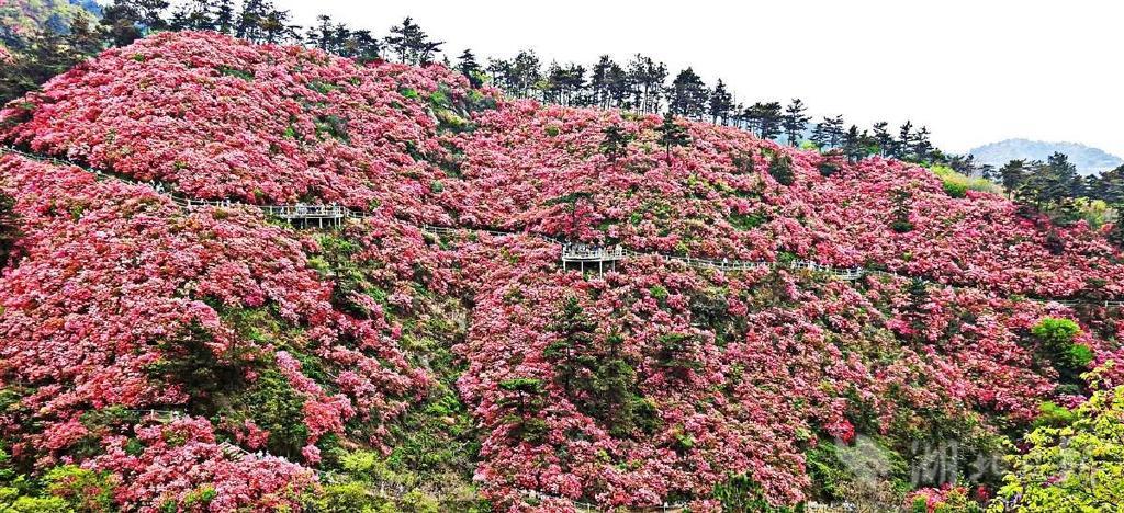 云雾山万亩野生杜鹃进入盛花期