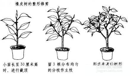6  修剪:为了橡皮树的生长茂盛,要定时的修剪,侧枝留3~5枝,以后每年