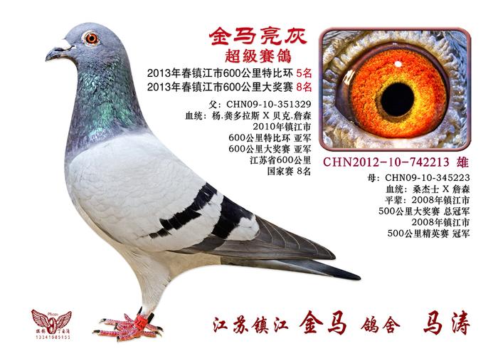 金马亮灰-镇江金马鸽舍-中信网爱鸽商城