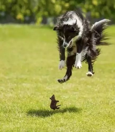 ▼   狗子:啊!老鼠啊!   老鼠:妈呀!怪兽啊!