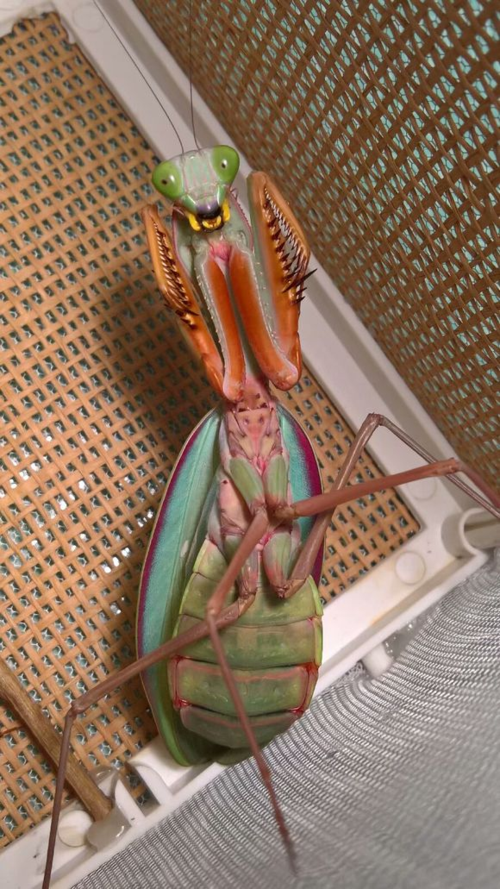 世界最强螳螂排行榜(2019)