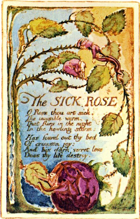 the sick rose