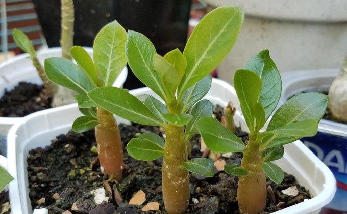 沙漠玫瑰最佳扦插时间: 沙漠玫瑰最佳的扦插时期是在清明节以后,当