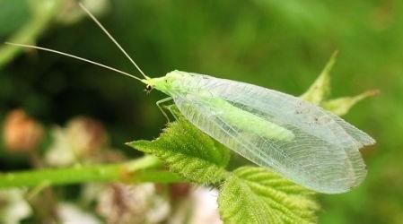 绿色带翅膀的昆虫