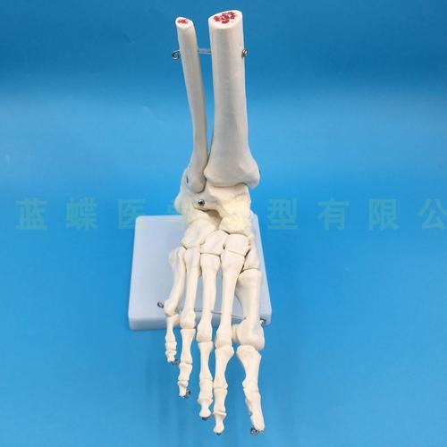 1:1脚关节模型 脚部骨骼模型足关节 足骨 脚骨模型