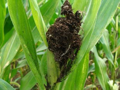 玉米丝黑穗病