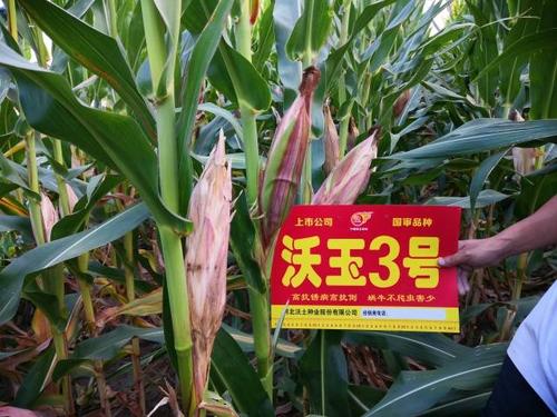 沃玉3号夏播生育期104天,春播生育期128天,属中熟玉米品种.