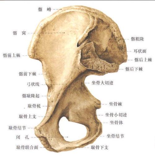 80髋骨内面观