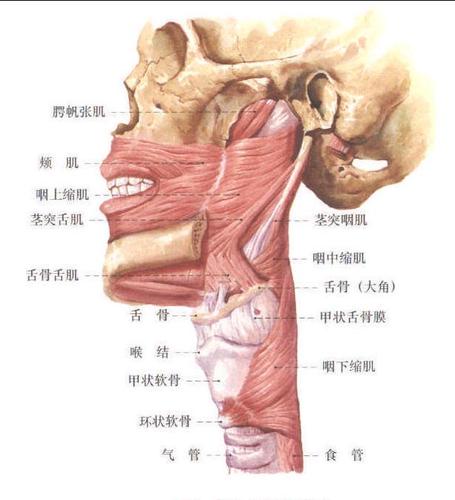 咽肌 (外侧面观) :         [阅读本文]>>             体解剖