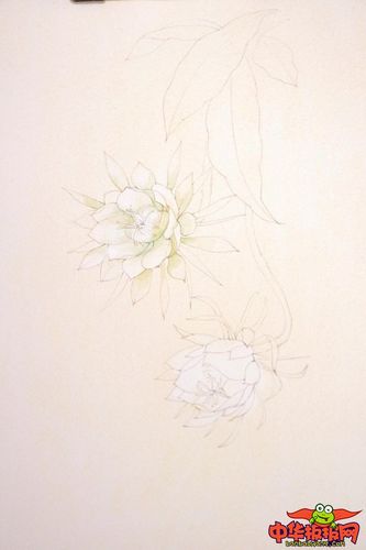 简单唯美的水彩画教程,昙花一现