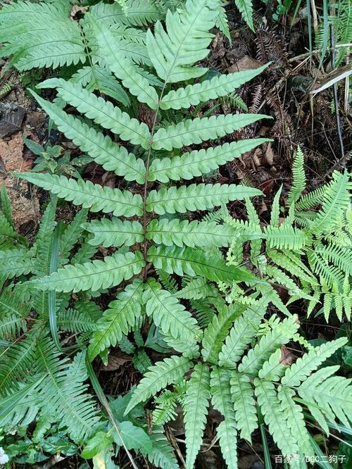 这种乌毛蕨下还有一种里白科的芒萁蕨,不知道属于大芒萁还是小芒萁.