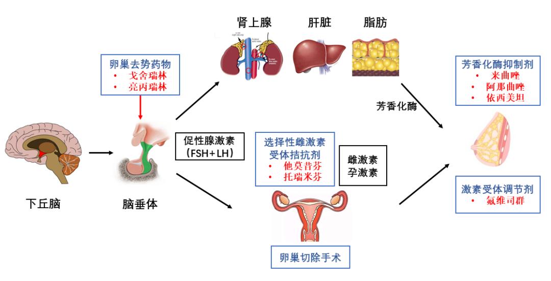 粉红丝带月科普专栏听说内分泌治疗要持续十年是真的