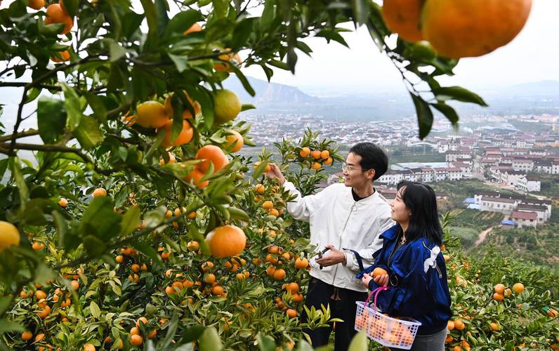 10月26日,游人在城固县桔园镇桔园体验采摘乐趣.