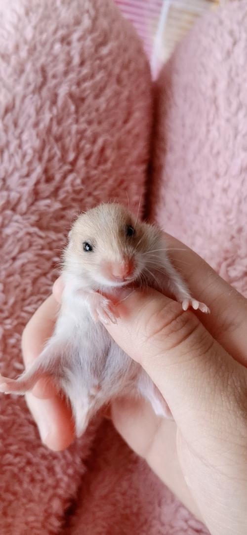 成都东站附近出家养金丝熊,长毛熊