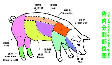 猪里脊是指哪块肉