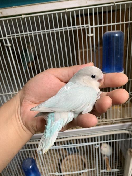 牡丹鹦鹉品种介绍大全【八】边化系列