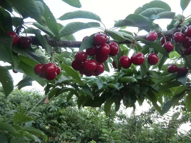 云南昆明车厘子樱桃树这里卖的好