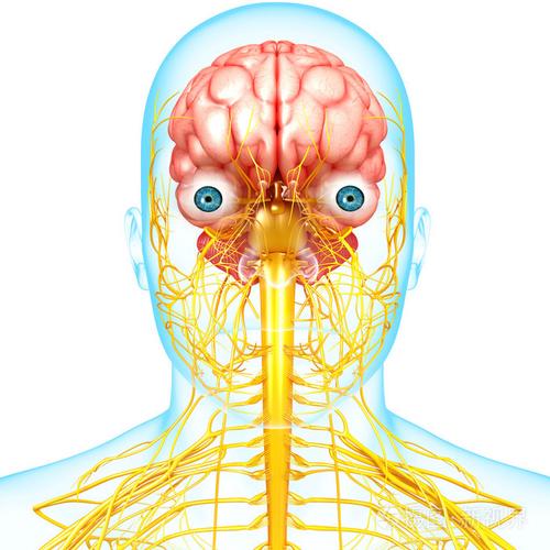 与大脑中枢神经系统的正面视图