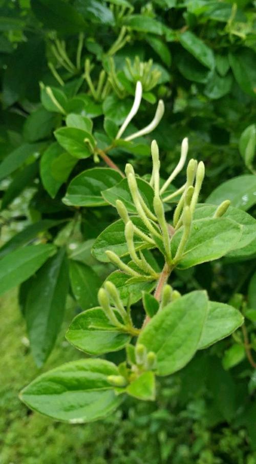 金花银花金银花此乃山野纯天然中草药
