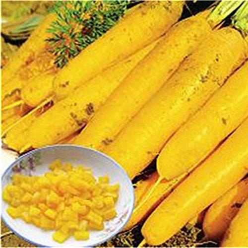 黄色胡萝卜种子 蔬菜胡萝卜 非转基因齐头黄胡萝卜 紫色胡萝.