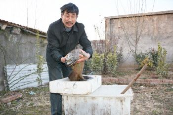 山东济宁鱼台县甄西印养殖娃娃鱼有真经