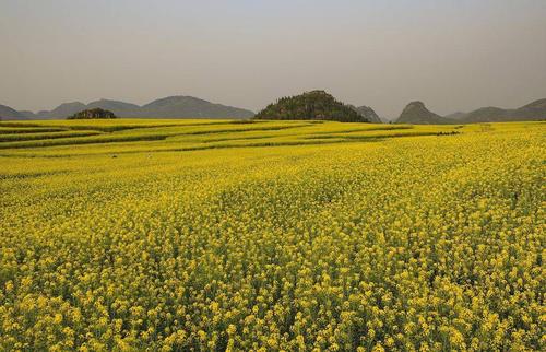 2021年3月16日,位于云南曲靖的罗平金鸡峰丛的油菜花花开正艳,春色