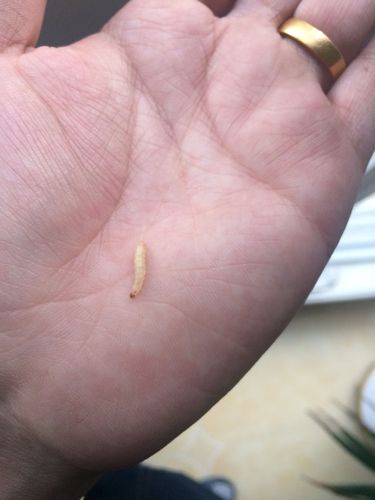 请问这是什么虫子是蛆吗