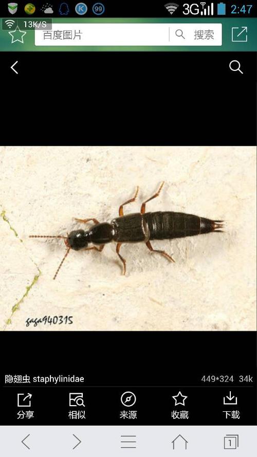 数:6499lv16 擅长:暂未定制 向ta提问私信ta  展开全部 亲,那是隐翅虫