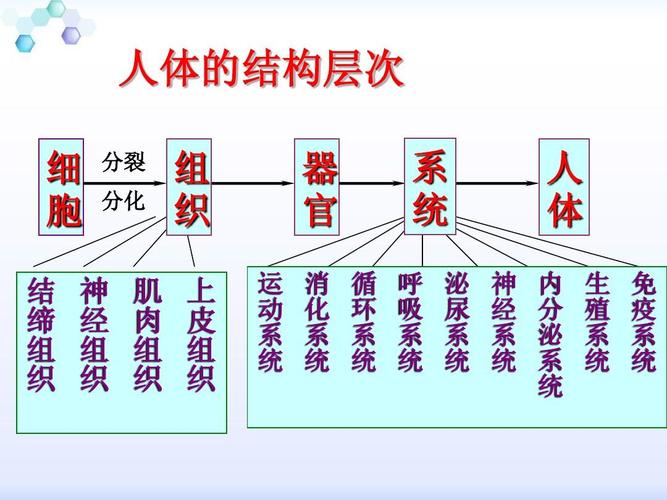 4单细胞生物ppt  人体的结构层次 细 胞 结 缔 组 织 分裂 分化 组 织