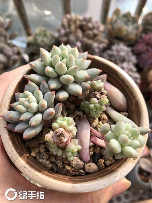 明珠190430(5.8)陶子多肉