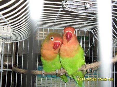 牡丹鹦鹉分公母