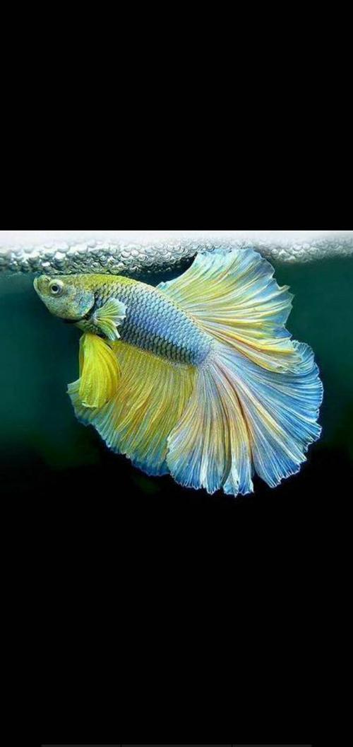 西沙群岛里的鱼