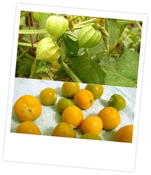 舌头溃疡食疗偏方之"落地果"